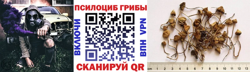 купить  цена  Новочебоксарск  Псилоцибиновые грибы Magic Shrooms 